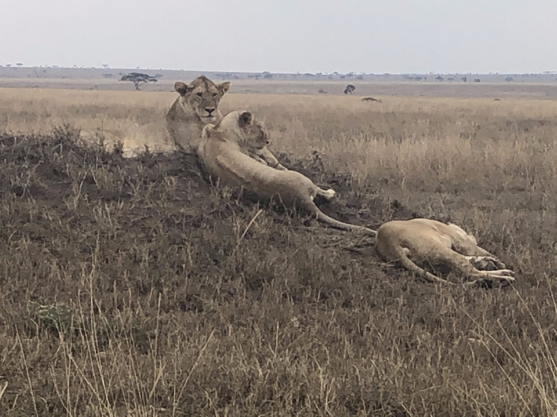 Theo Adventures gallery image 1