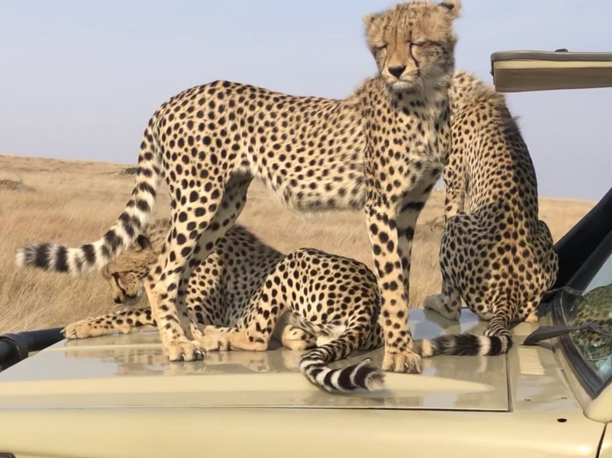 Theo Adventures gallery image 5