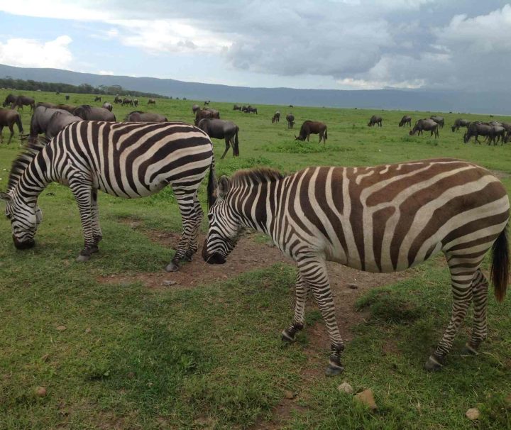 3 Days Lake Manyara National Park and Ngorongoro Crater