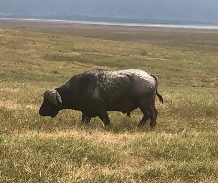 5 Days Lake Manyara, Ngorongoro, Serengeti National Parks
