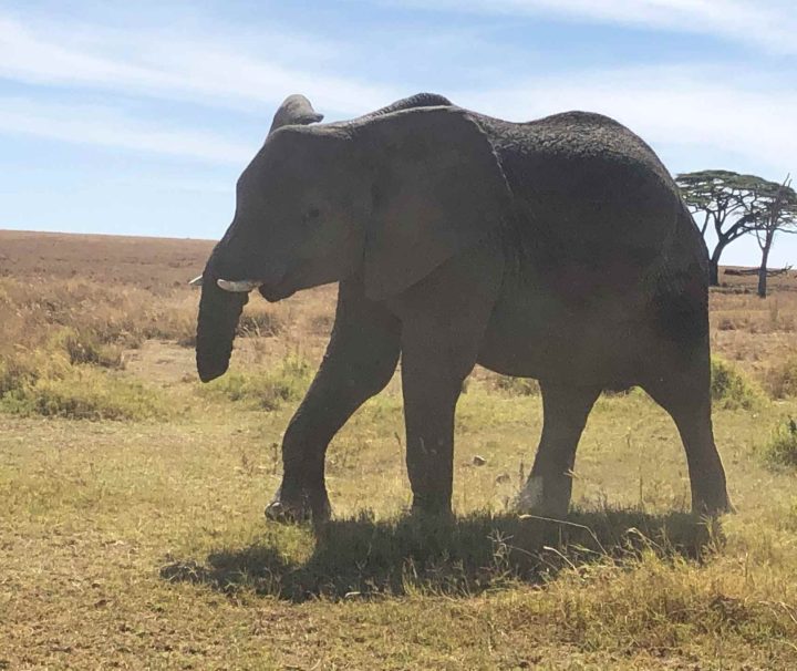 5 Days Lake Manyara, Ngorongoro and Tarangire