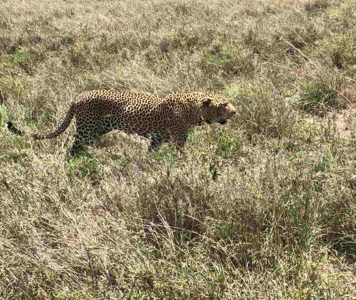 7 Days Lake Manyara, Ngorongoro, Serengeti National Parks