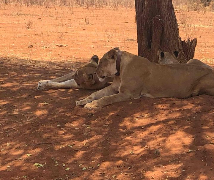 7 Days Lake Manyara, Ngorongoro, Serengeti, Tarangire National Parks